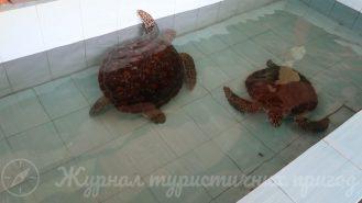 Черепахова ферма