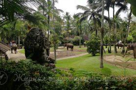 Elephant Safari Ride, Bali