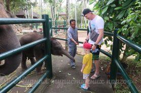 Балі, Elephant Safari Ride, слоненя 3 місяці