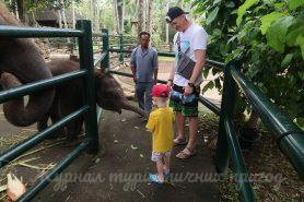 Балі, Elephant Safari Ride, слоненя 3 місяці