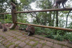 Bali monkeys