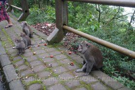Bali monkeys