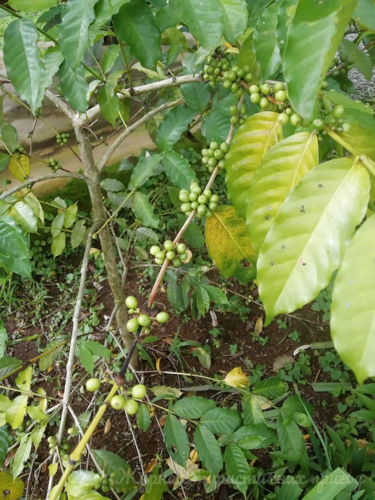 Балі, кава, Basanta Agro Organic