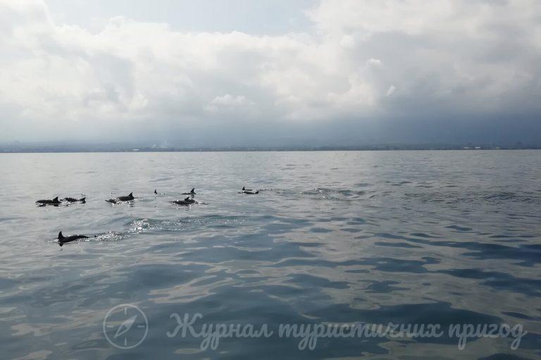 Bali Dolphin Tour