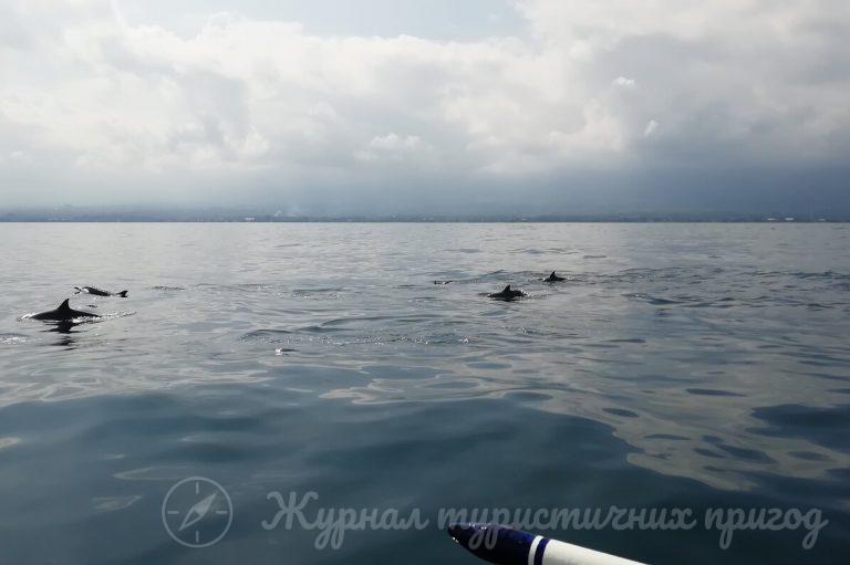Bali Dolphin Tour