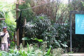 Bali Zoo