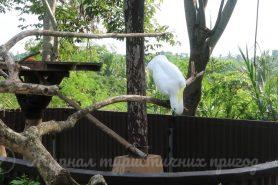 Bali Zoo