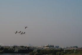 Фламінго