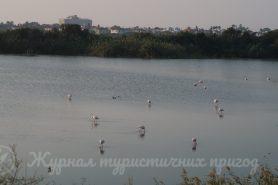 Фламінго