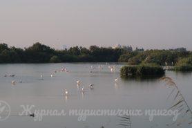 Фламінго