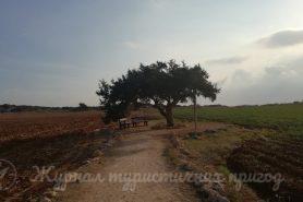 Tree of Lovers