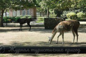 Асканія Нова